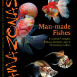 AMAZONAS Magazine, Volume 8, Number 5, MAN-MADE FISHES, on sale August 6th, 2019 ! On the cover: Left: Flowerhorn Cichlid. Upper right: Oranda Goldfish (Carassius auratus), Lower right: Crescent-tailed Molly (Poecilia sp.).