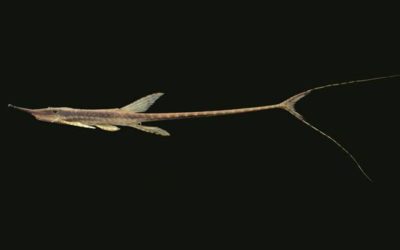 Scientists Describe New Farlowella Catfish Species