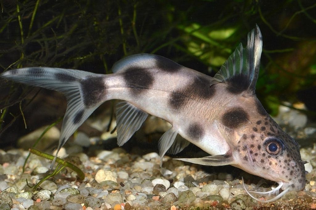 A "Valentine" Synodontis, often sold as Synodontis sp. "Valentiana", is generally regarded as a hybrid although its origins are unfortunately unclear. Can we do better? Image credit: Guillermo Guerao Serra/Shutterstock