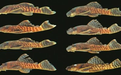 A New Ancistrus Species is Described