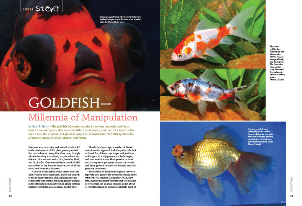 It's important to realize that manipulation of fishes goes back millennia; goldfish expert Gary R. Hater provides an introduction to the history and modern-day selective breeding of Carassius auratus.