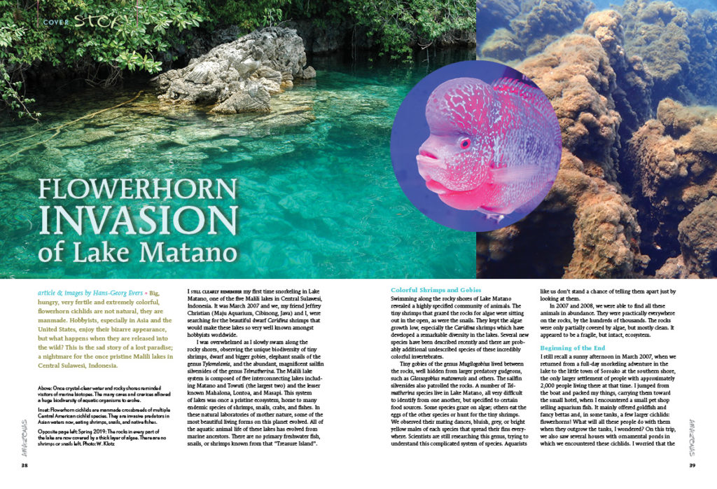 This is the sad story of a lost paradise; a nightmare for the once pristine Malili lakes in Central Sulawesi, Indonesia. Hans-Georg Evers reports in the "Flowerhorn Invasions of Lake Matano".