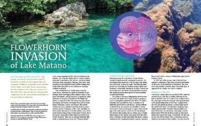 AMAZONAS Magazine “MAN-MADE FISHES” Inside Look!