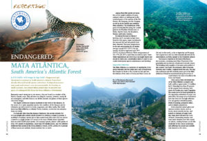 Home to unique endemic fishes, most recognizable among them the unique cory cats of the genus Scleromystax, Erik Schiller illuminates South America's Atlantic Forest, the endangered Mata Atlântica.