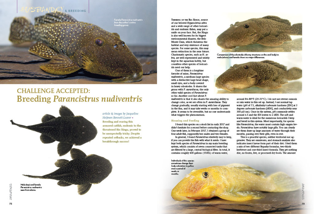 Challenge Accepted: Breeding Parancistrus nudiventris. Dutch pleco breeder Jacqueline Heijmen Bennett-Leaver explains how this breakthrough success was achieved.