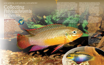 AMAZONAS Magazine “Exploring Pelvicachromis” Inside Look!