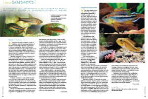 AMAZONAS Magazine’s Species Snapshots bring you the closer to exciting new imports and rekindles passions for varieties that sometimes fall out of favor. In this issue, we share in-depth looks at Neolebias cf. trewavasae, Apistogramma agassizii 'Tefe', Tilapia cf. sparrmani and T. sp. 'Mweru'. This exclusive content is found nowhere else but the pages of AMAZONAS Magazine!