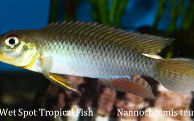 The OTHER African Cichlids – Part 2: Nanochromis teugelsi