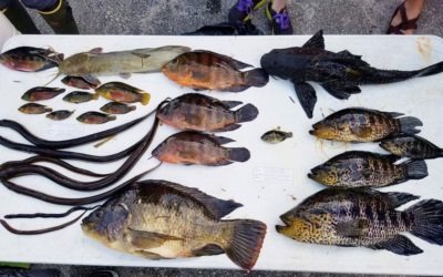 USGS Conducts Non-Native Fish Slam in Florida