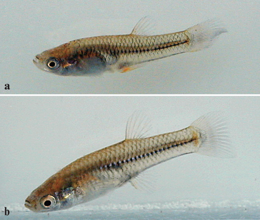 Male (a) and female (b) Río Concepción topminnow, <em>Poeciliopsis jackschultzi,</em> paratype specimens published in Conway, Mateo, and Vrijenhoek 2019.