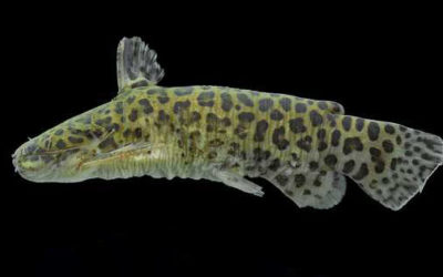 A New Catfish with Stunning Jaguar Coloration