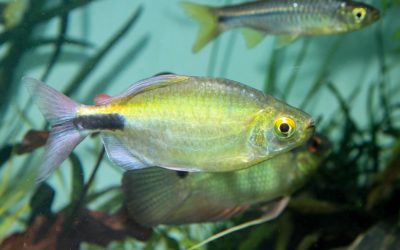 Not all African Long-Fin Tetras are Alike