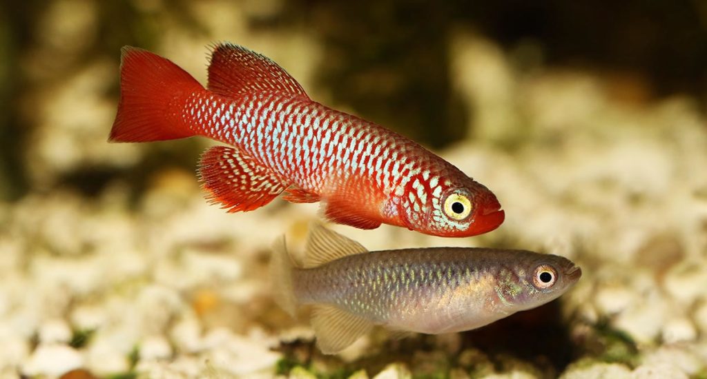 Kisaki Killifish, Nothobranchius flammicomantis, is included on the CARES Priority List, and classified as Vulnerable by the IUCN. While both authorities recognize the plight of this species, others are often overlooked. Image credit: Mirko Rosenau/Shutterstock