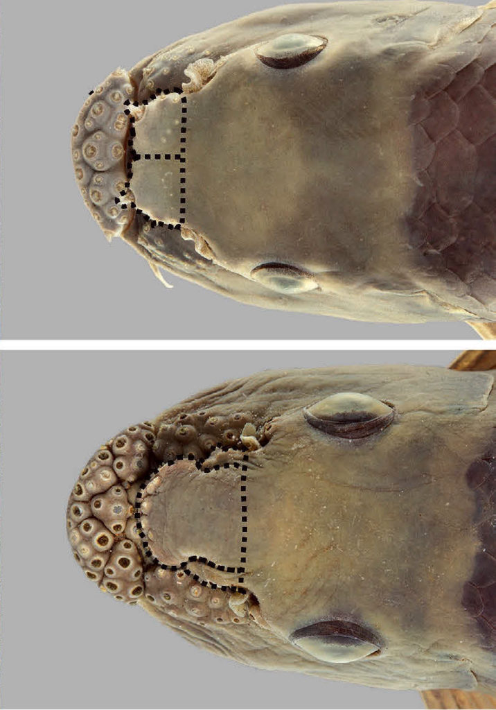 <em>Garra surinbinnani</em> (top) has a bilobed proboscis, whereas <em>G. fuliginosa</em> has a trilobed proboscis. Image from Page et al 2019.