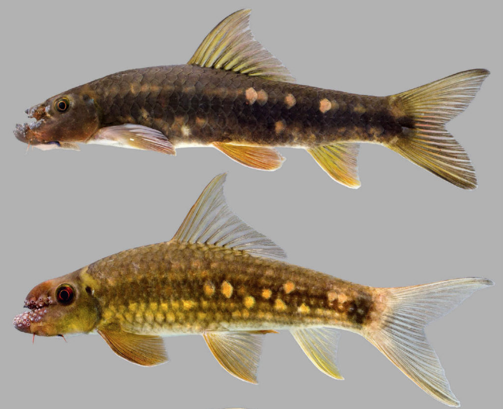 <em>Garra surinbinnani</em> (top) isn't the only <em>Garra</em> that exhibits a strange lobed snout. <em>Garra fuliginosa</em> (bottom) also from the Mae Khlong basin in western Thailand has a similarly intriguing profile. Image from Page et al. 2019.