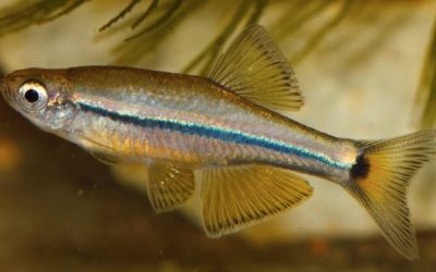 White Clouds Get a New Cousin: Tanichthys kuehnei