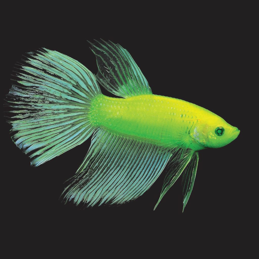 Electric Green® GloFish® Betta