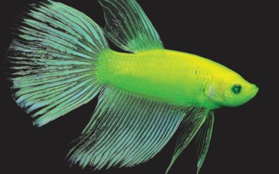 International Betta Congress Issues GloFish Betta Policy