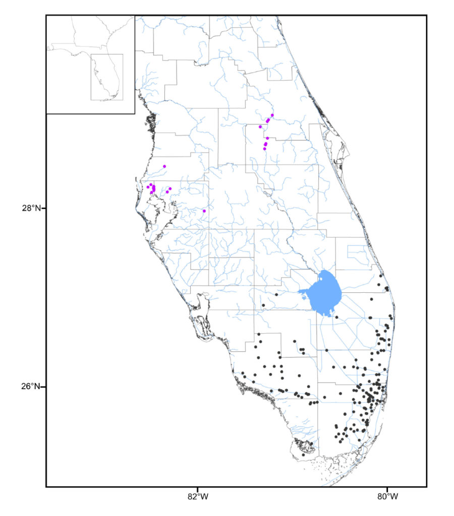 Distribution map of C. bimaculatum (black) and C. dimerus (purple) based on museum records. Published as figure 1 in Robins, Brown, & Crutchfield 2020.