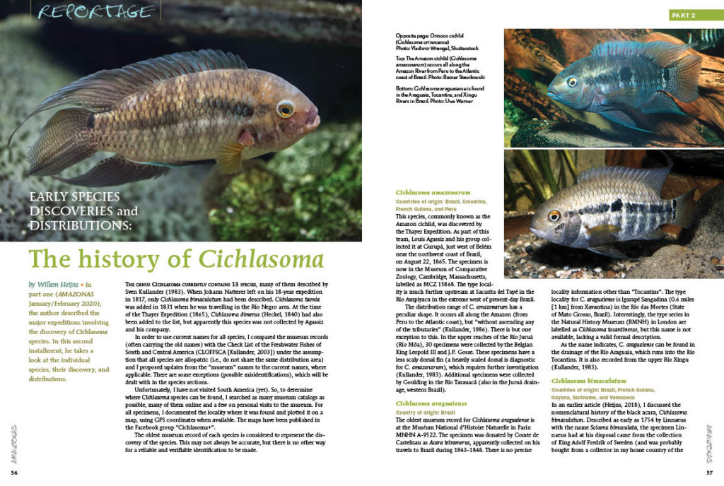 Continued from Part 1, Willem Heijns reveals the hidden backstories of each unique species in a history of the genus Cichlasoma.