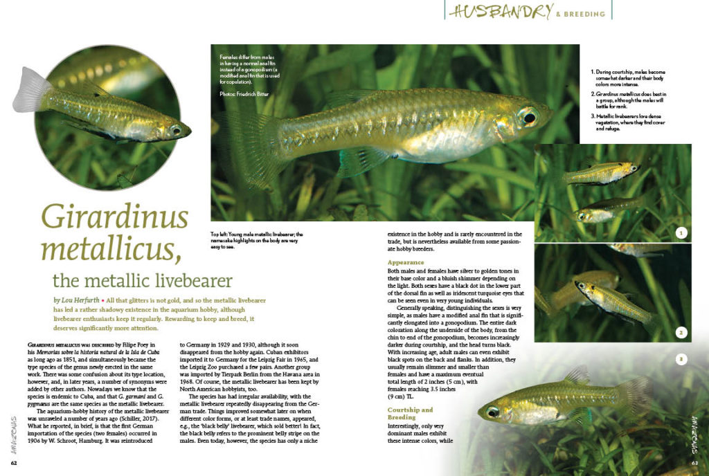 An example of a vastly underappreciated species that ought to be more readily available in the aquarium hobby, Lou Herforth shares the husbandry and breeding of the Metallic Livebearer, Girardinus metallicus. 