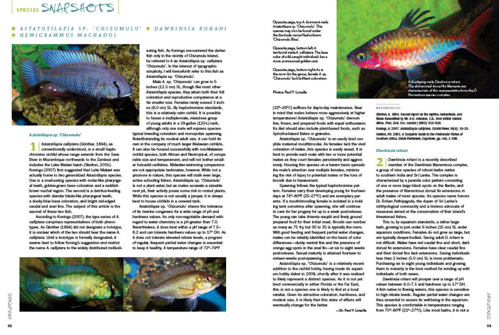 AMAZONAS Magazine’s Species Snapshots present new and exciting species in the aquarium hobby, all worthy of your attention. In this issue, we share in-depth looks at Astatotilapia sp. 'Chizumulu', Dawkinsia rohani (Rohan's Barb), and Hemigrammus machadoi. This exclusive content is found nowhere else but the pages of AMAZONAS Magazine!