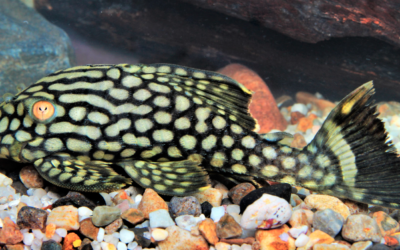 L330 described: Panaque nigrolineatus laurafabianae