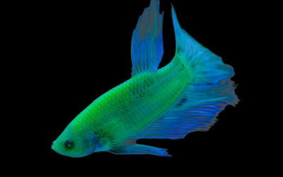 GloFish Introduces Bettas to Fluorescent Fish Offerings