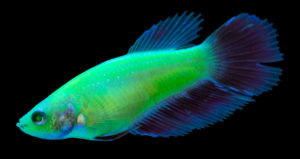 Standard male GloFish® Betta in Electric Green®. Image from Spectrum Brands, Inc.