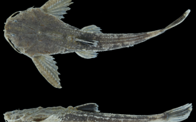 Scientists Describe A New Species of Banjo Catfish