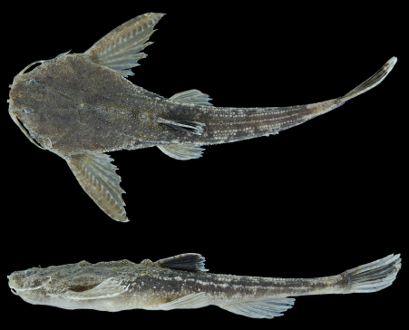 Scientists Describe A New Species of Banjo Catfish