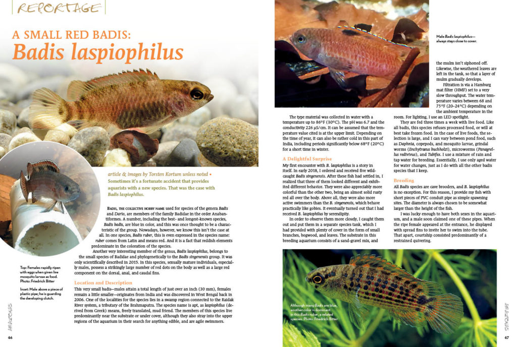  Sometimes, as Torsten Kortum reports, it’s a fortunate accident that provides aquarists with a new species. That was the case with the small, red Badis laspiophilus.