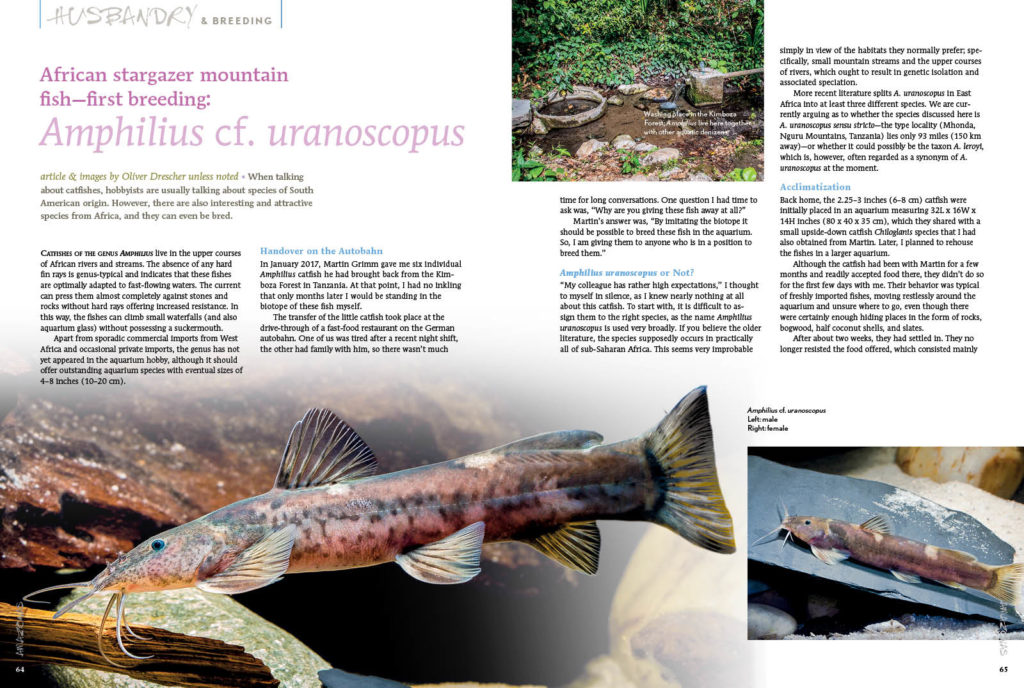 Oliver Drescher reports on the first breeding a piscine oddity most of you haven't even heard of—the African stargazer mountain catfish, Amphilius cf. uranoscopus!