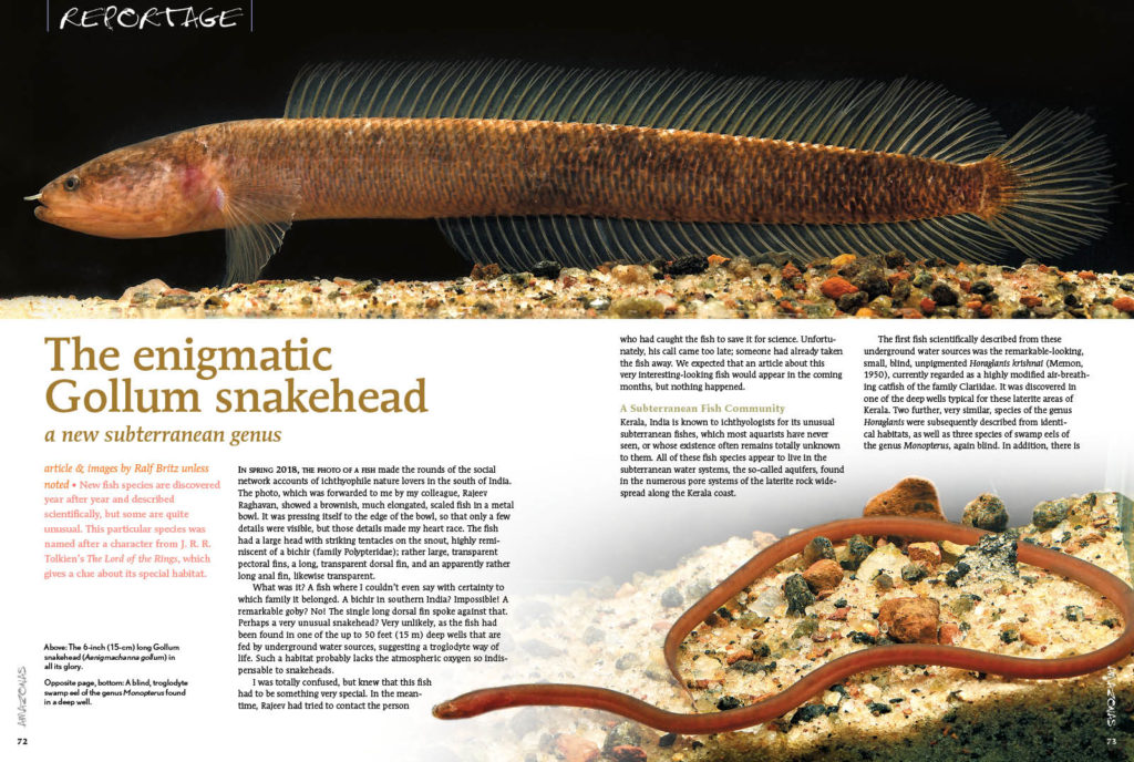The enigmatic Gollum snakehead was named after a character from J. R. R. Tolkien’s The Lord of the Rings, which gives a clue about its special habitat.
