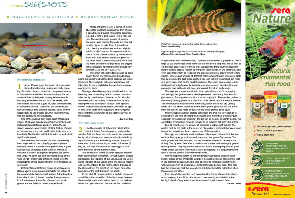  We round out every issue with AMAZONAS' Species Snapshots—concise glimpses at rare and unusual fishes showing up in the aquarium trade and hobbyist circles. In our latest installment, we give expanded coverage to two very unique species; Friedrich Bitter offers insights on Plataplochilus miltotaenia, and Anton Lamboj reveals the dwarf ctenopoma, Microctenopoma nanum.