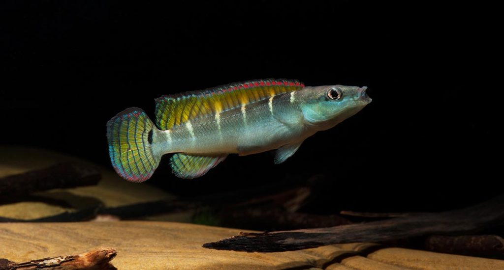 Crenicichla compressiceps is an interesting small pike Cichlid from the Lower Amazon.