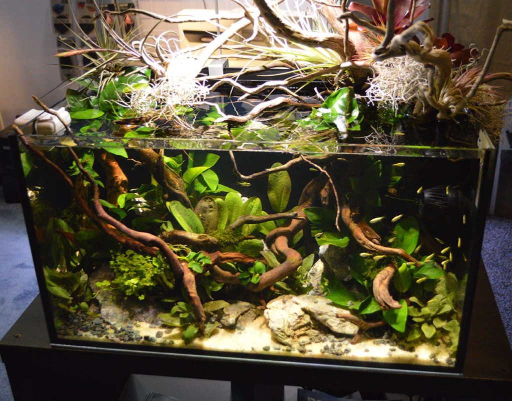 This aquascaped aquarium on display at the Hydor Booth during the 2020 Global Pet Expo featured plants and wood by Florida Aquatic Nurseries and Aqua'escape, fish from Aquarium Fish Depot, and was aquascaped by MDA (Miami Dade Aquascaping). The tank is an Innovative Marine Nuvo Fusion 20 with Seltz DC 500 pump conversion and Aqamai LFs light and KPs wavemaker. 