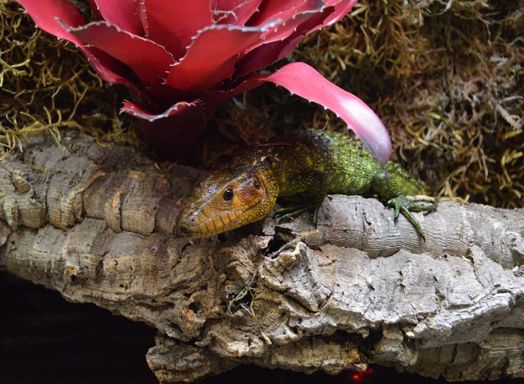 A closer look one of several Caiman Lizards (Dracaena guianensis) that made full use of the paludarium. 