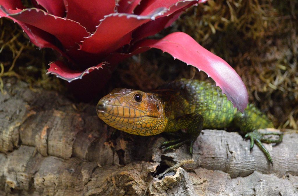 One more look at a very photogenic Caiman Lizard, Dracaena guianensis.