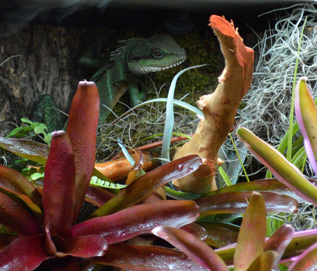 This Chinese Water Dragon (Physignathus cocincinus) was keeping a watchful eye on passersby perched high in the back of the paludarium.