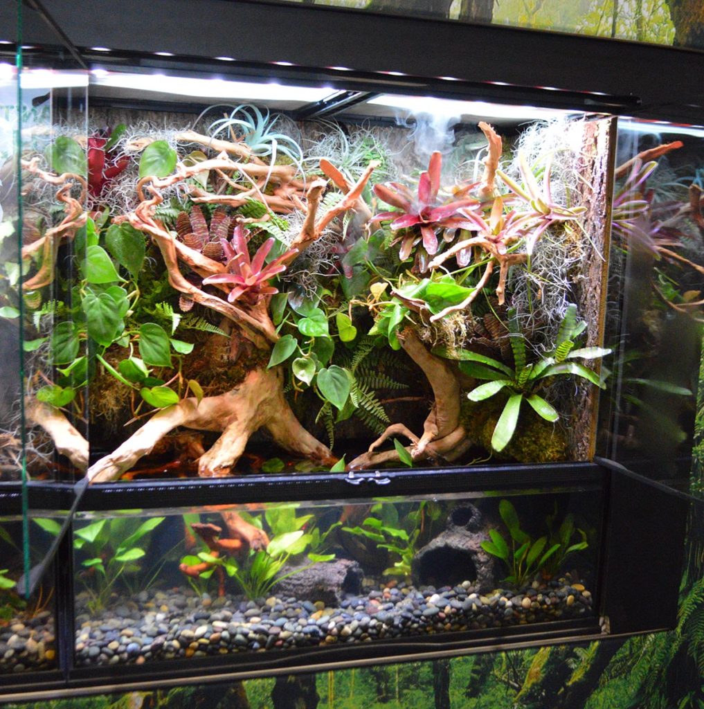 The paludarium on the right was home to Asian or Chinese Water Dragons, Physignathus cocincinus.