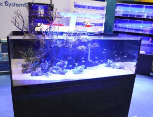 The Manzanita wood erupts from the aquarium in this display by Pro Clear Acrylics.