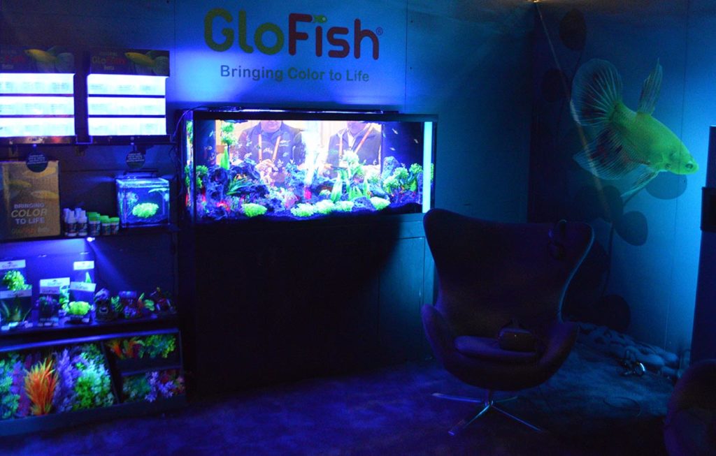 GloFish didn't just get a nice display, they got an entirely blue-lit private viewing room experience.