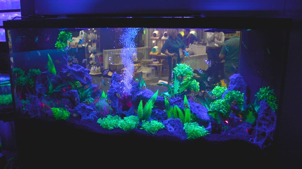 A closer look at the GloFish display in the viewing room.