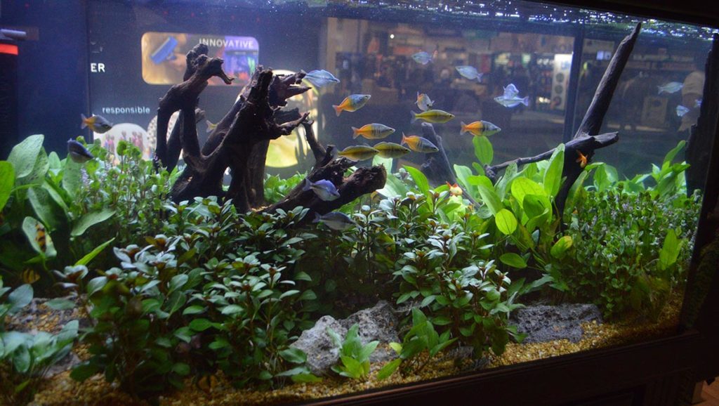The Freshwater Aquariums and Planted Tanks of Global Pet Expo 2020