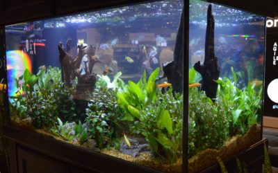 The Freshwater Aquariums and Planted Tanks of Global Pet Expo 2020