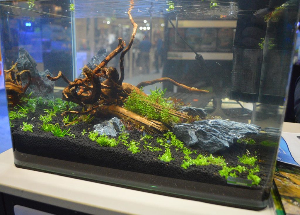 A small shrimp tank on display by JBJ.