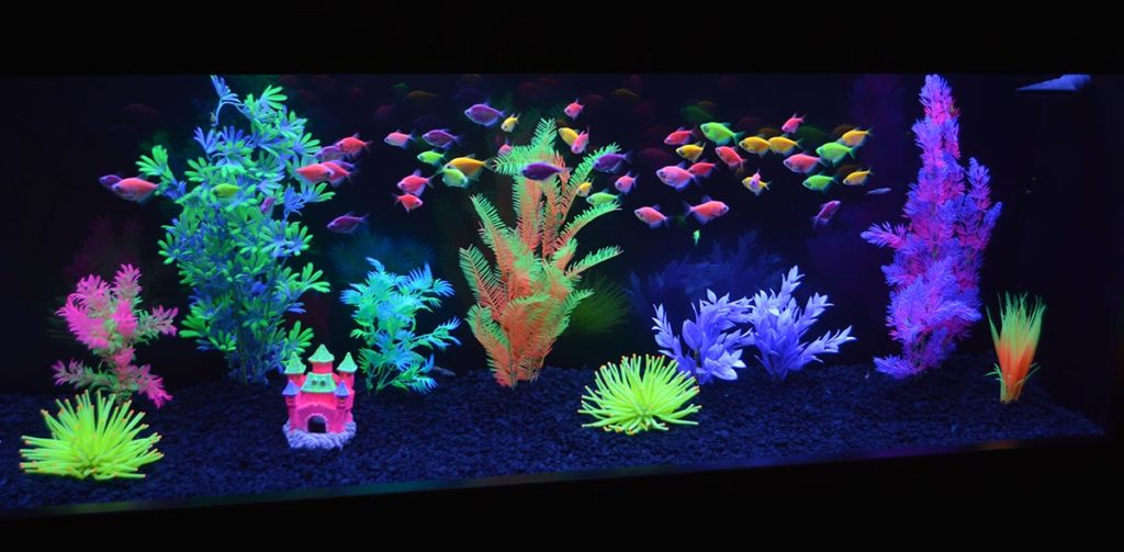 Reef Aquaria Design (RAD) put together this very effective GloFish display.