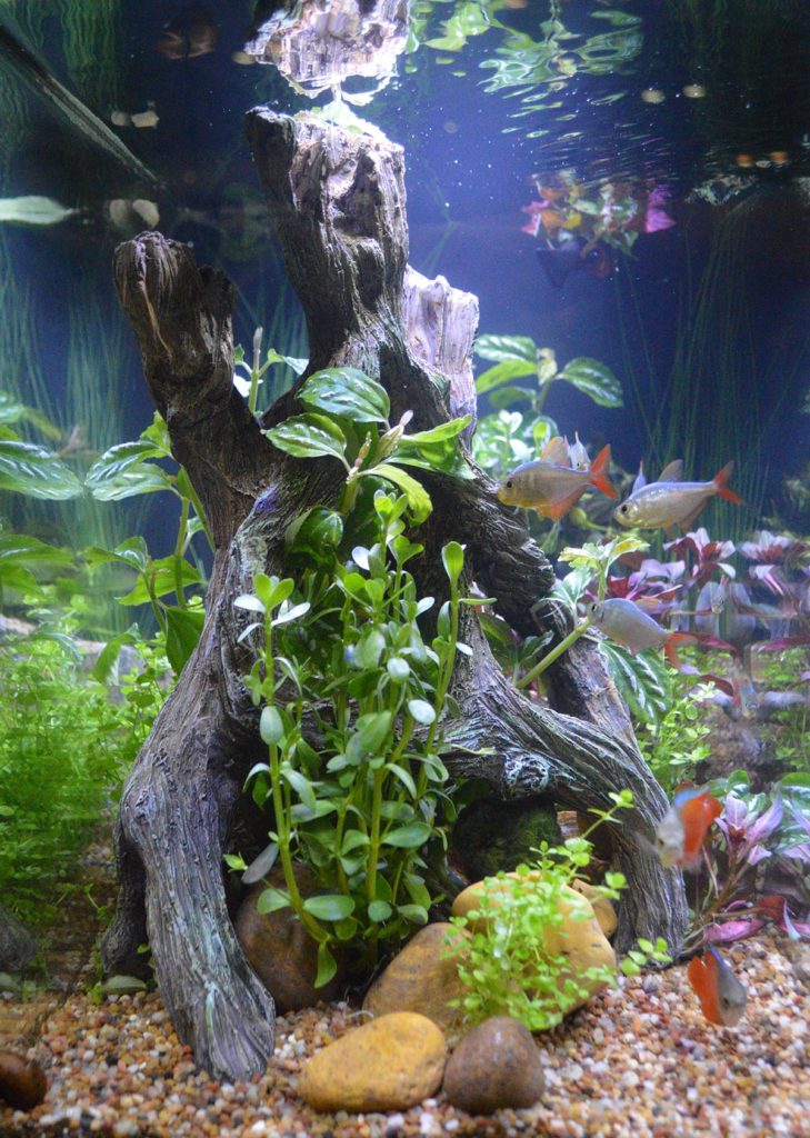 A closer look at the interior design of the Spec aquarium in the Fluval display.