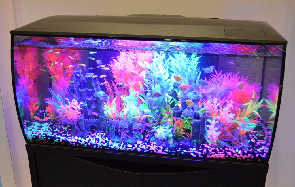 Another take on how to aquascape a black Fluval Flex aquarium.